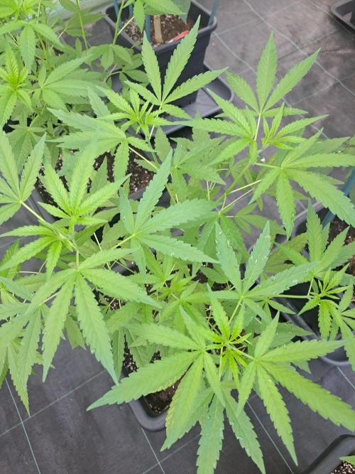 Amnesia Haze Go Fast CLONES. Week 9 - DAY67 Plant #3