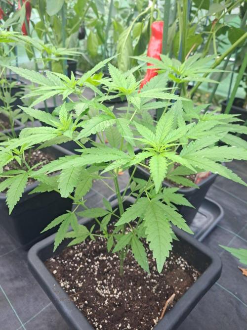 Clementine Slush CLONES. Week 9 - DAY67 Plant #1