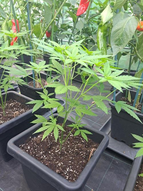 Clementine Slush CLONES. Week 9 - DAY67 Plant #2