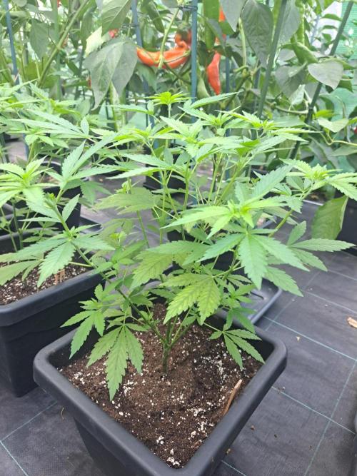 Clementine Slush CLONES. Week 9 - DAY67 Plant #3