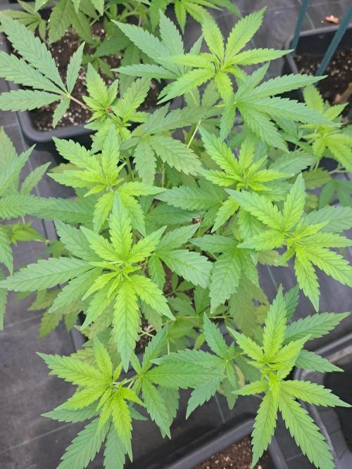 Clementine Slush. Week 9