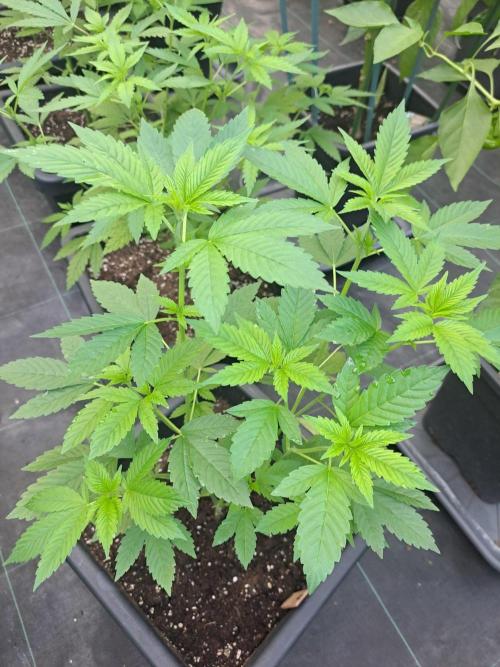 Zoap Rosé CLONES. Week 9 - DAY67