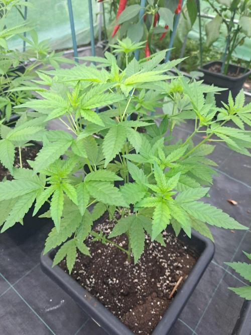 Sour Papaya CLONES. Week 9 - DAY67 Plant #1