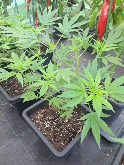 Sour Papaya CLONES. Week 9 - DAY67 Plant #2
