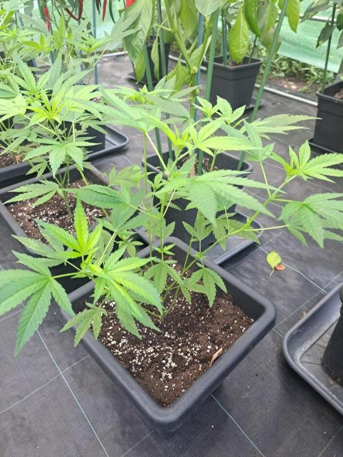 Sour Papaya CLONES. Week 9 - DAY67 Plant #3
