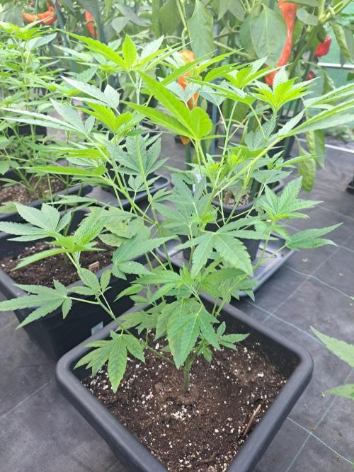 Permant Marker X Georgia Pie CLONES. Week 9 - DAY67 Plant #1