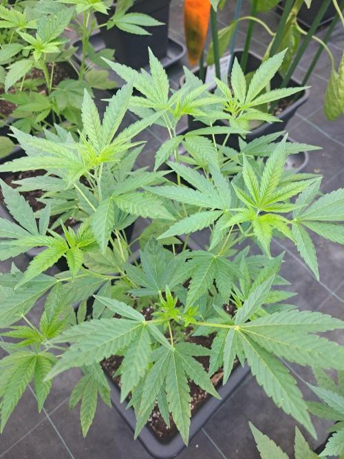 Permant Marker X Georgia Pie CLONES. Week 9 - DAY67 Plant #1