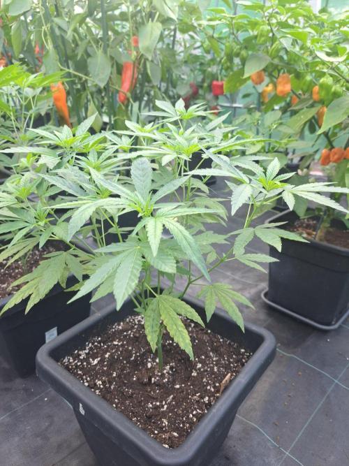 Permant Marker X Georgia Pie CLONES. Week 9 - DAY67 Plant #2