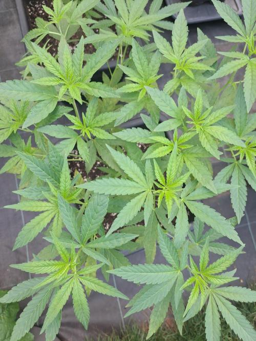Permant Marker X Georgia Pie CLONES. Week 9 - DAY67 Plant #2