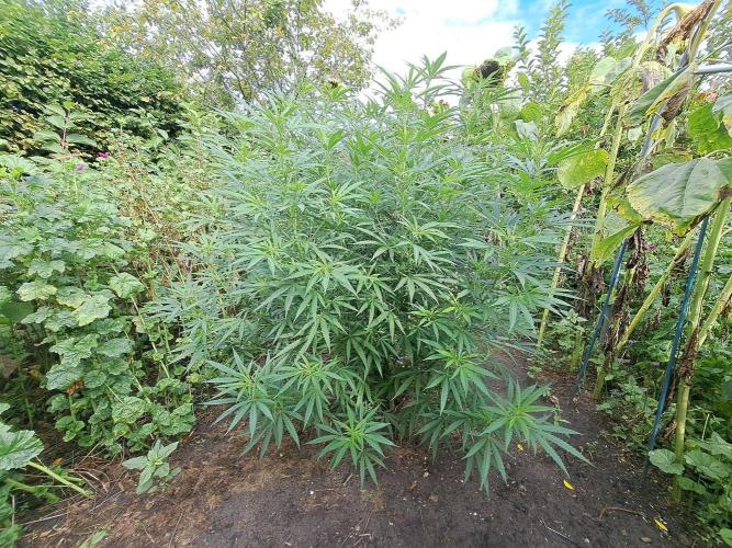 OUT Biscotti#7 CLONE. Week 16 - DAY111 Plant #1