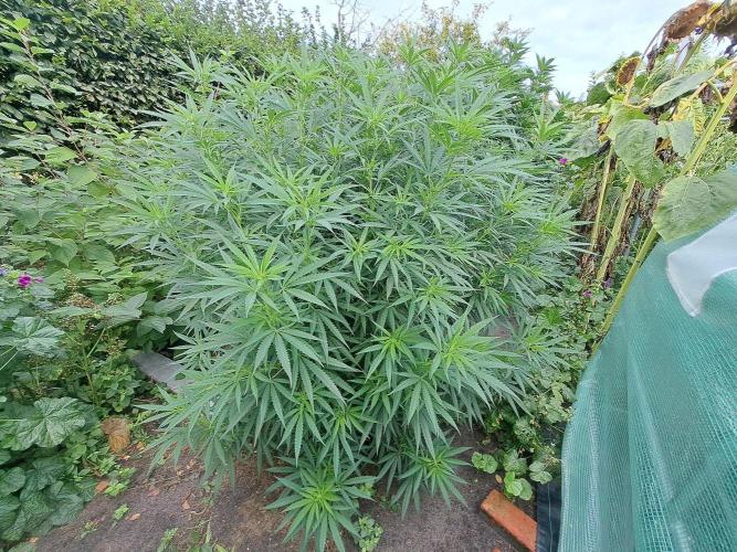 OUT Biscotti#7 CLONE. Week 16 - DAY111 Plant #2