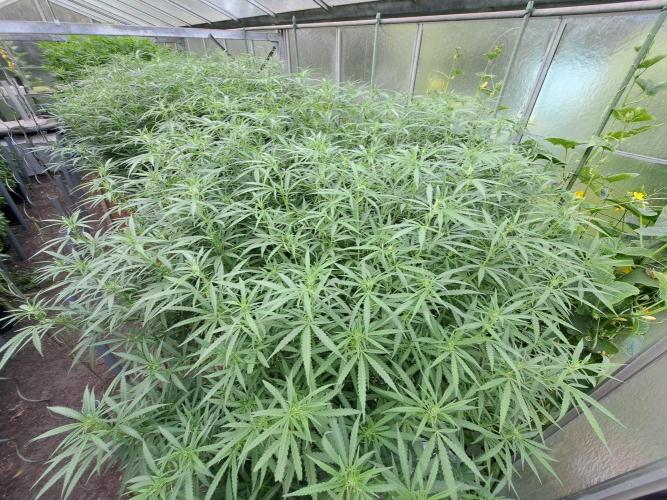 GH Biscotti#7 Zamnesia CLONE. Week 27 - DAY193 (14 days bloom)