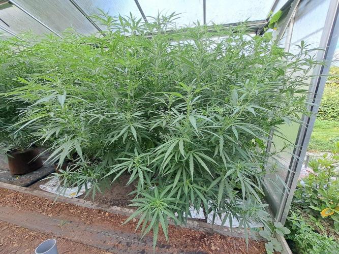 GH Biscotti#7 Zamnesia CLONE. Week 27 - DAY193 (14 days bloom) Plant #1