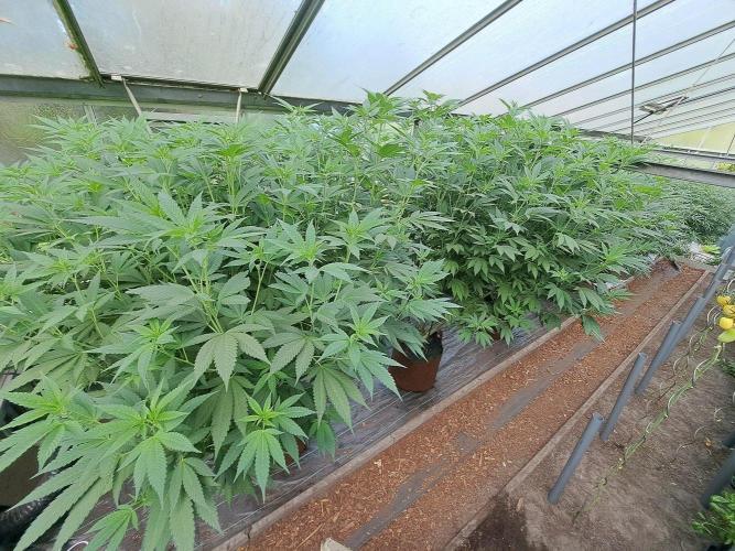 GH Cookies Gelato CLONE. Week 26 - DAY188 (14 days bloom)
