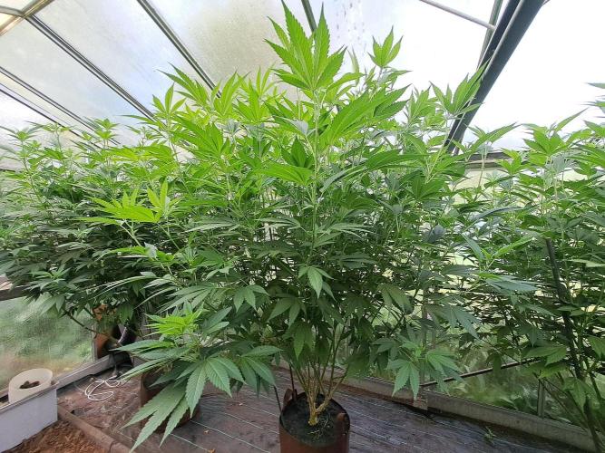 GH Cookies Gelato CLONE. Week 26 - DAY188 (14 days bloom) Plant #2