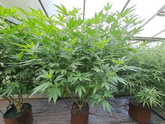 GH Cookies Gelato CLONE. Week 26 - DAY188 (14 days bloom) Plant #1