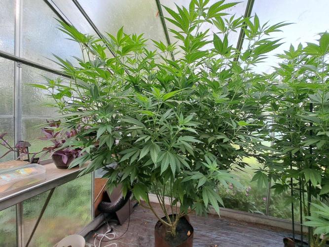 GH Cookies Gelato CLONE. Week 26 - DAY188 (14 days bloom) Plant #3