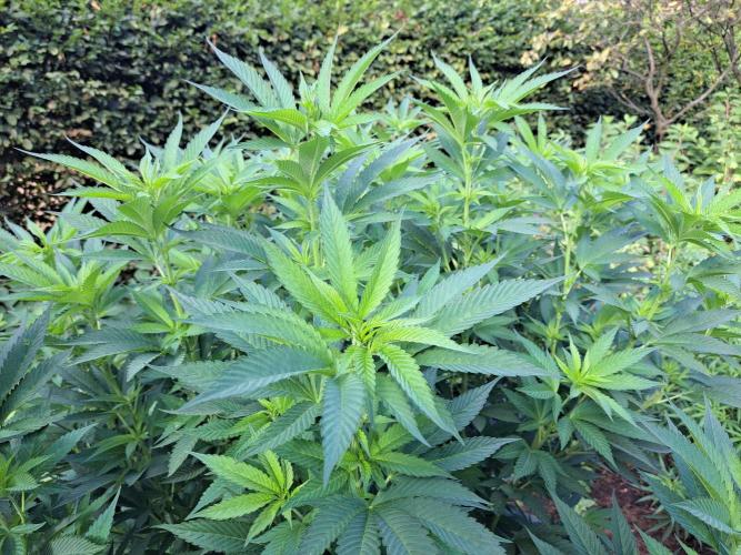OUT Cookies Gelato CLONE. Week 16 - DAY111 Plant #1