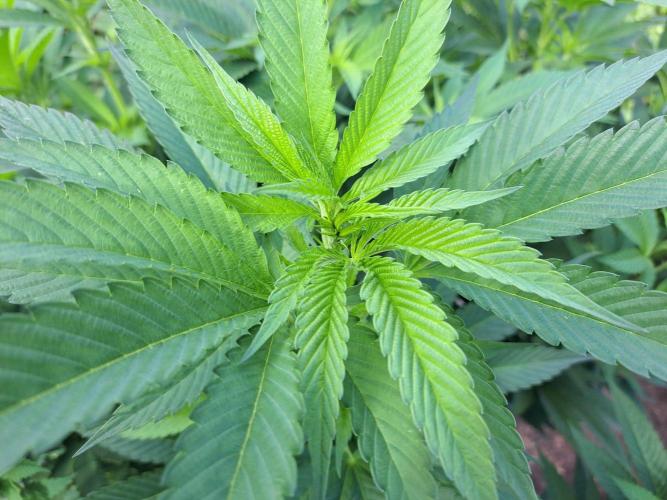 OUT Cookies Gelato CLONE. Week 16 - DAY111 Plant #1
