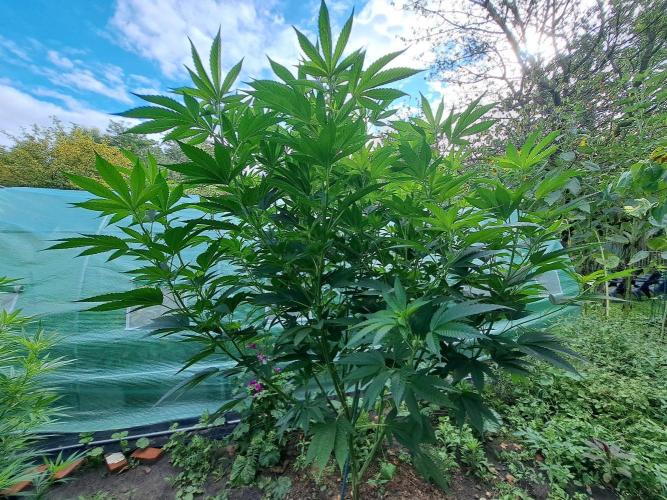 OUT Cookies Gelato CLONE. Week 16 - DAY111 Plant #2