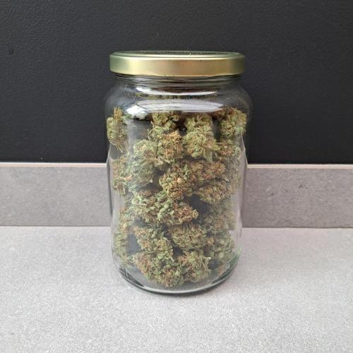 Clementine Slush. Week 15 - Plant #1