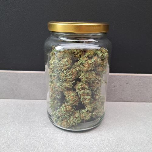 Clementine Slush. Week 15 - Plant #2