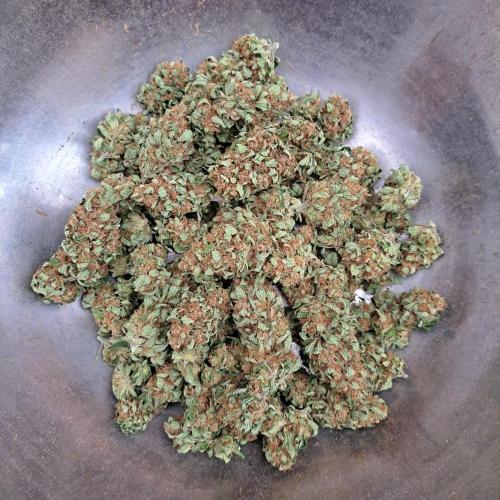 Clementine Slush. Week 15 - Plant #2