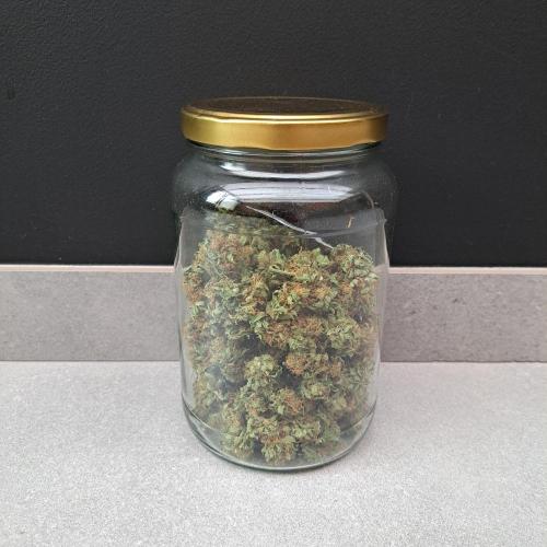 Clementine Slush. Week 15 - Plant #3