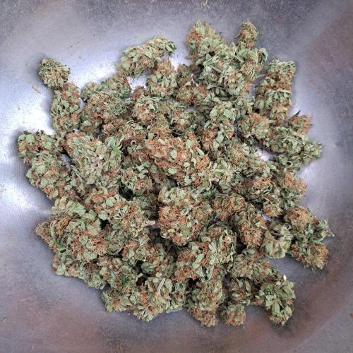 Clementine Slush. Week 15 - Plant #3
