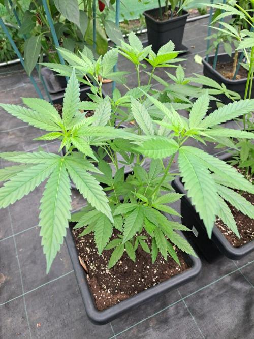Amnesia Haze Go Fast CLONES. Week 10 - DAY74 Plant #1