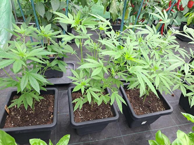Amnesia Haze Go Fast CLONES. Week 10 - DAY74 f.l.t.r. #1,#2,#3