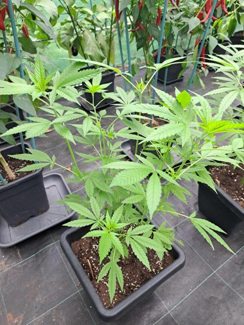 Amnesia Haze Go Fast CLONES. Week 10 - DAY74 Plant #2