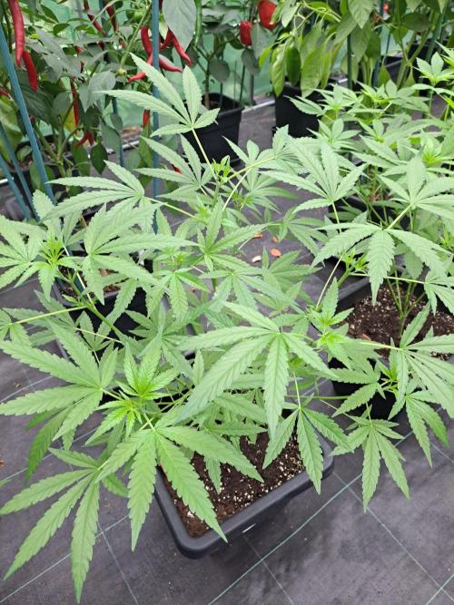 Amnesia Haze Go Fast. Week 10