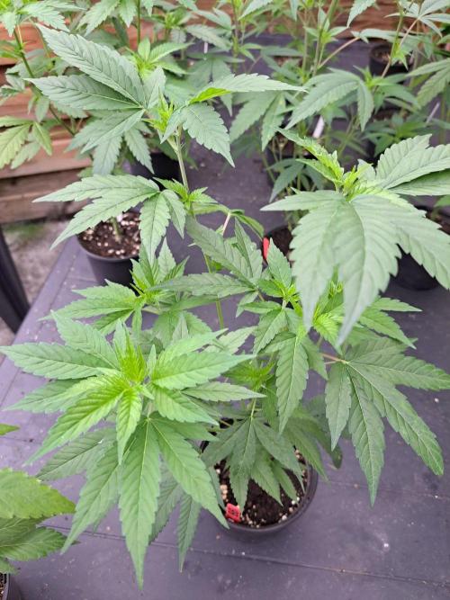 Blockberry CLONE. Week 5