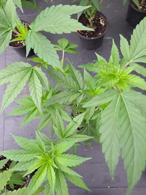 Blockberry. Week 5