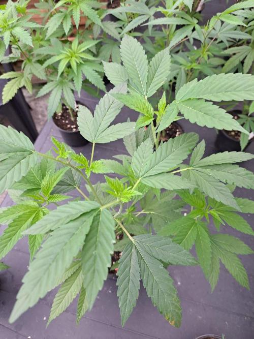 Halle Berry CLONE. Week 5