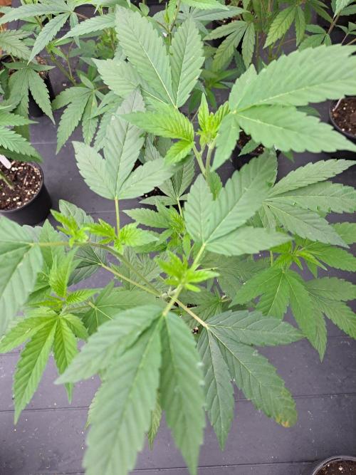 Halle Berry CLONE. Week 5