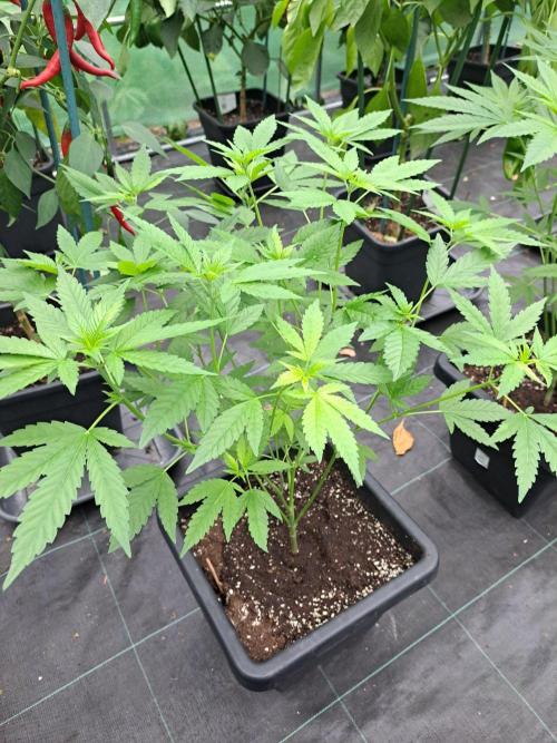 Clementine Slush CLONES. Week 10 - DAY74 Plant #1