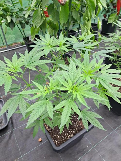 Clementine Slush CLONES. Week 10 - DAY74 Plant #2