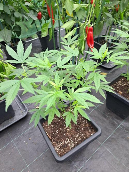 Clementine Slush CLONES. Week 10 - DAY74 Plant #3
