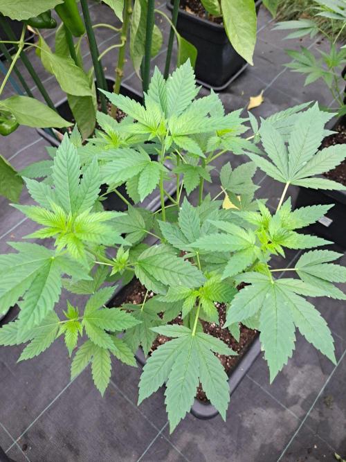 Zoap Rosé CLONES. Week 10 - DAY74