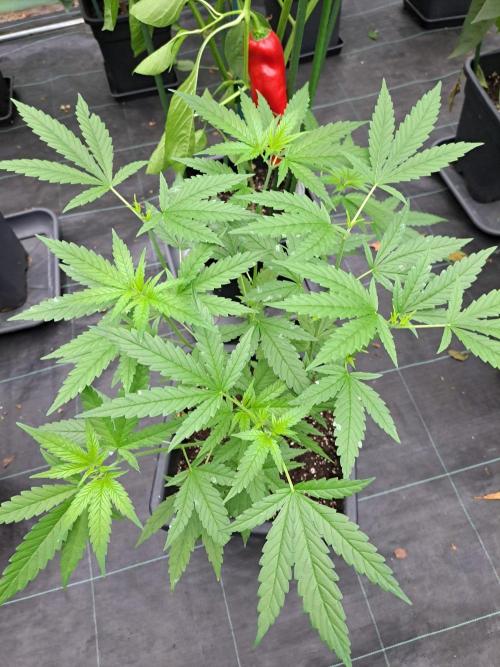Sour Papaya CLONES. Week 10 - DAY74 Plant #1