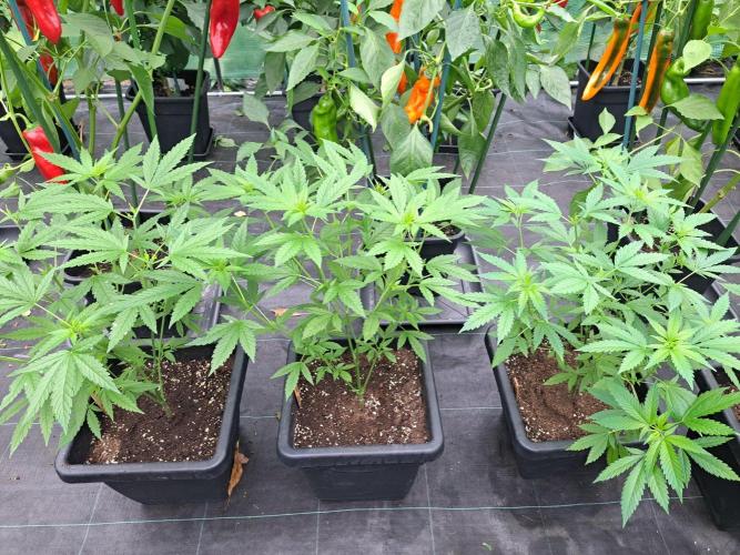 Sour Papaya CLONES. Week 10 - DAY74 f.l.t.r. #1,#2,#3