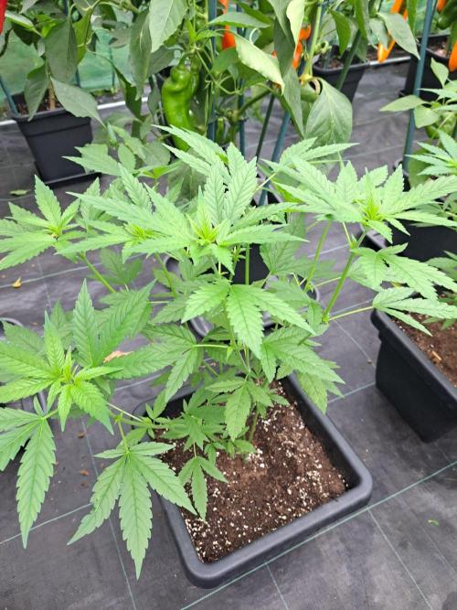 Sour Papaya CLONES. Week 10 - DAY74 Plant #2