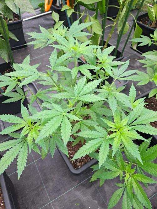 Sour Papaya CLONES. Week 10 - DAY74 Plant #3
