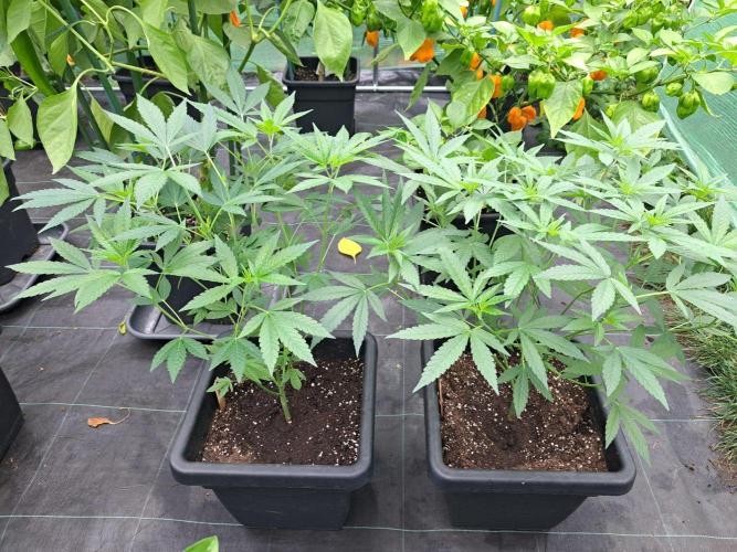 Permant Marker X Georgia Pie CLONES. Week 10 - DAY74 f.l.t.r. #1,#2
