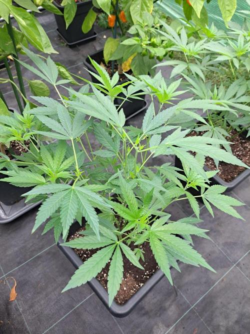 Permant Marker X Georgia Pie CLONES. Week 10 - DAY74 Plant #1
