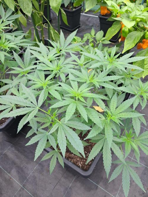 Permant Marker X Georgia Pie CLONES. Week 10 - DAY74 Plant #2