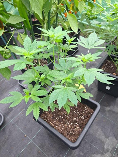 Zoap Rosé CLONES. Week 11 - DAY74