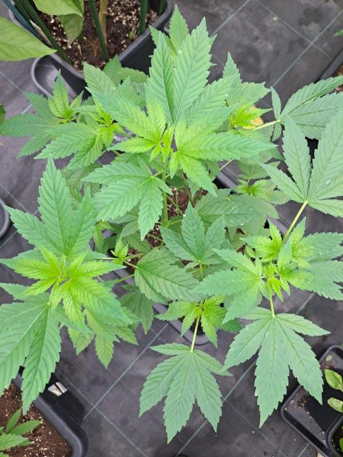 Zoap Rose. Week 11